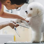 4-Piece Dog Grooming Scissors Set with Round Tips for Safe Trimming
