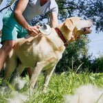 Self-cleaning dog and cat grooming brush for loose hair and tangles